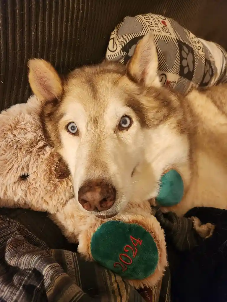 A light brown and white husky with striking blue eyes lies on a dark couch, cuddling a plush teddy bear. The bear's paw has…