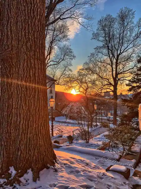 A serene winter sunset photo shows a snow-covered path framed by bare trees, with a large tree trunk on the left and the sun…