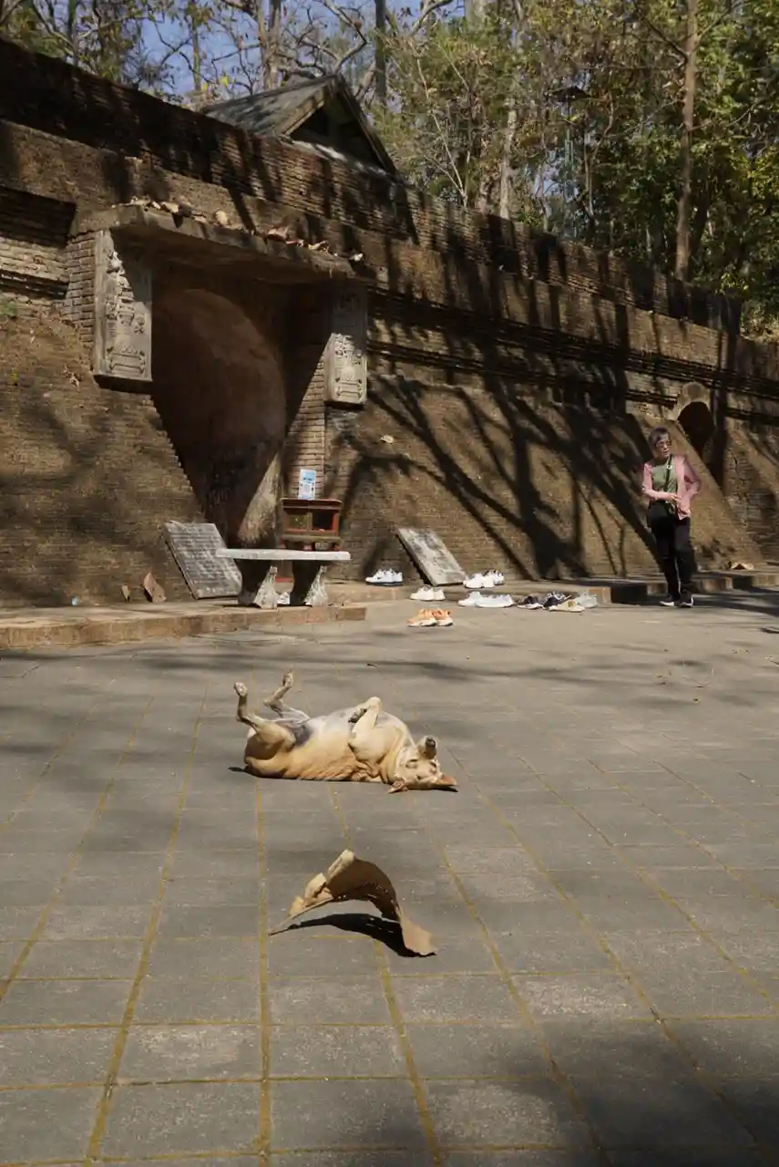 A light-colored dog lies on its back on a tiled courtyard floor, belly exposed, with a crumpled paper bag nearby. In the…
