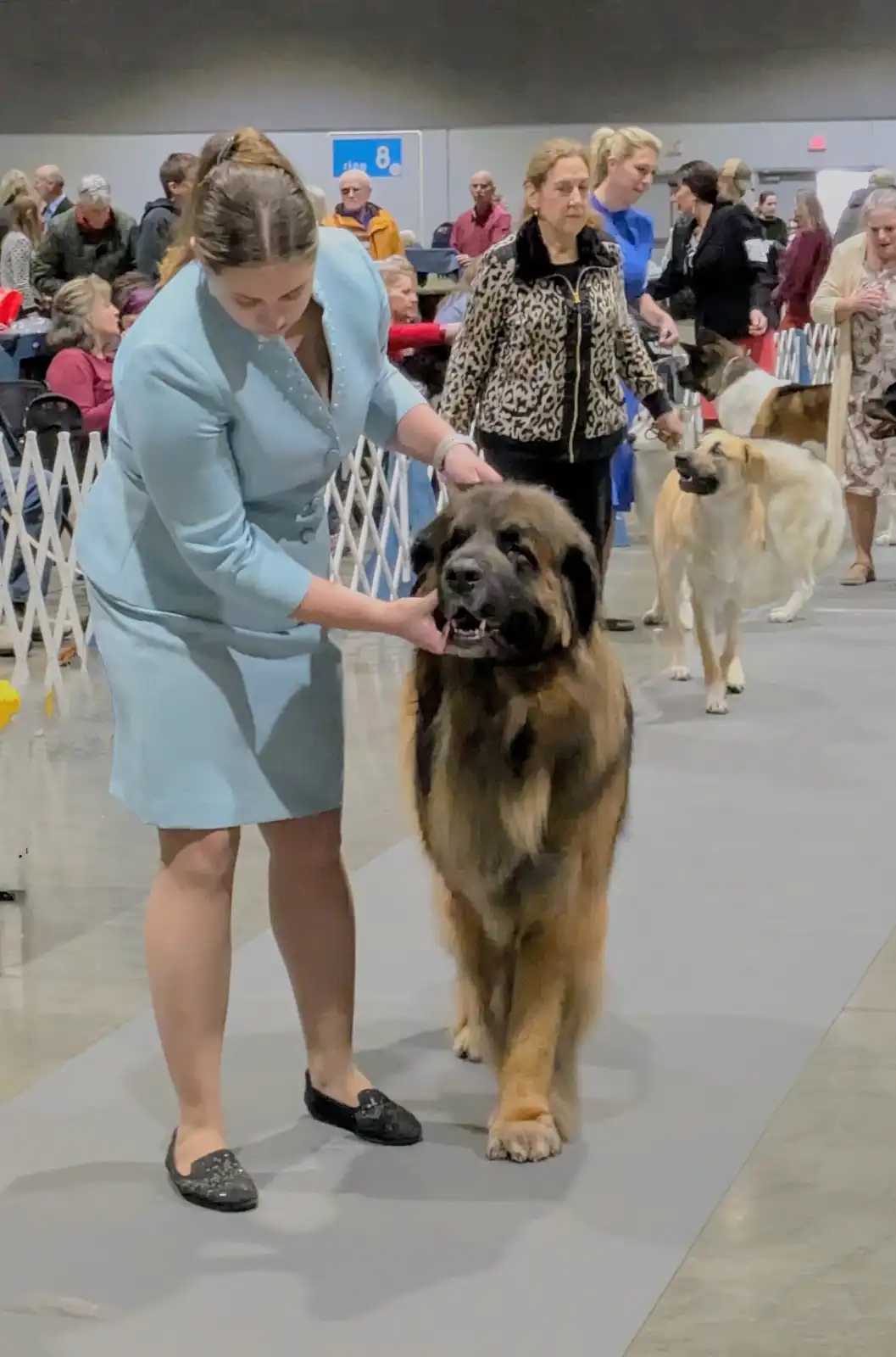 A woman in a light blue suit is grooming a large, fluffy Leonberger dog at what appears to be a dog show, with other dogs…