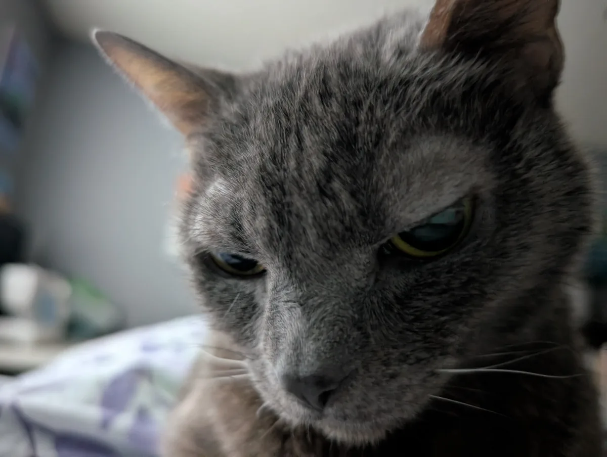 A close-up photo of a gray cat with a stern, unimpressed expression, its eyes narrowed and gaze directed downward. The…