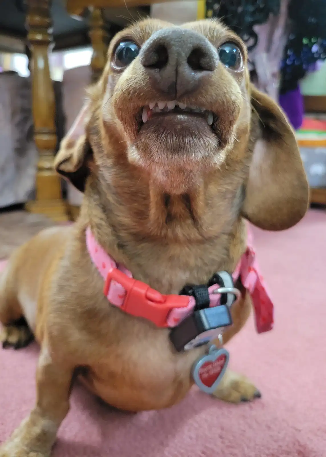 A close-up photo of a brown dachshund looking upward with wide, expressive eyes and its mouth open in a grin, revealing its…