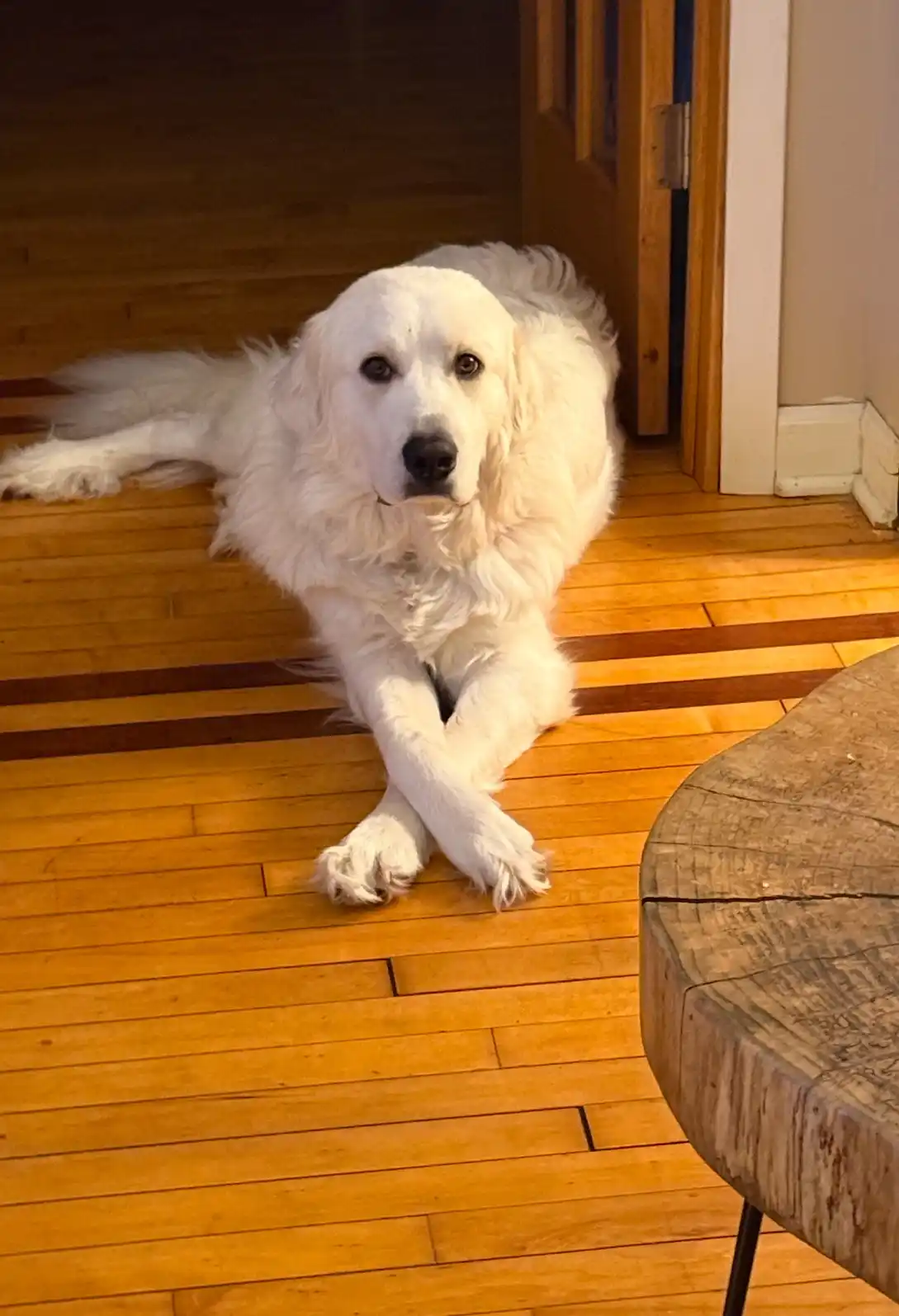 A fluffy white dog lies on a wooden floor with its front paws crossed, looking directly at the camera with a calm, slightly…