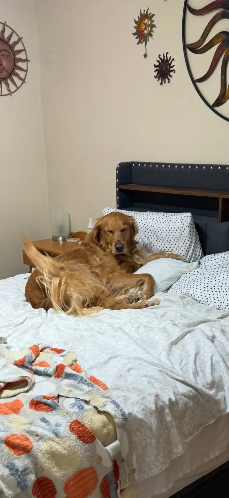 A golden retriever is lying on a bed with white sheets and star-patterned pillows, appearing very relaxed with its eyes…