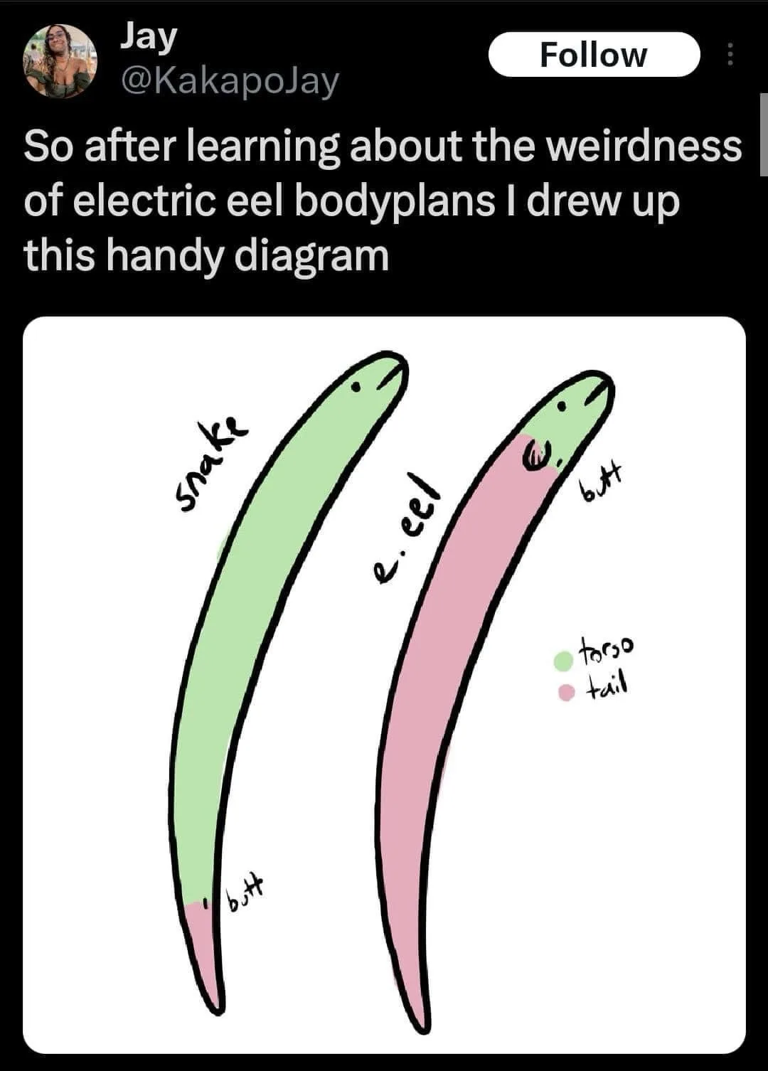 The Hilarious Butt Head Eel