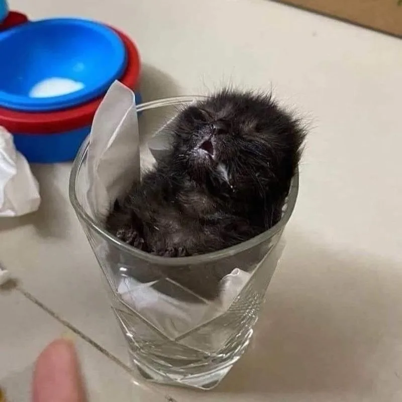 A tiny black kitten is curled up inside a clear drinking glass lined with white tissue paper, appearing to be sleeping or…