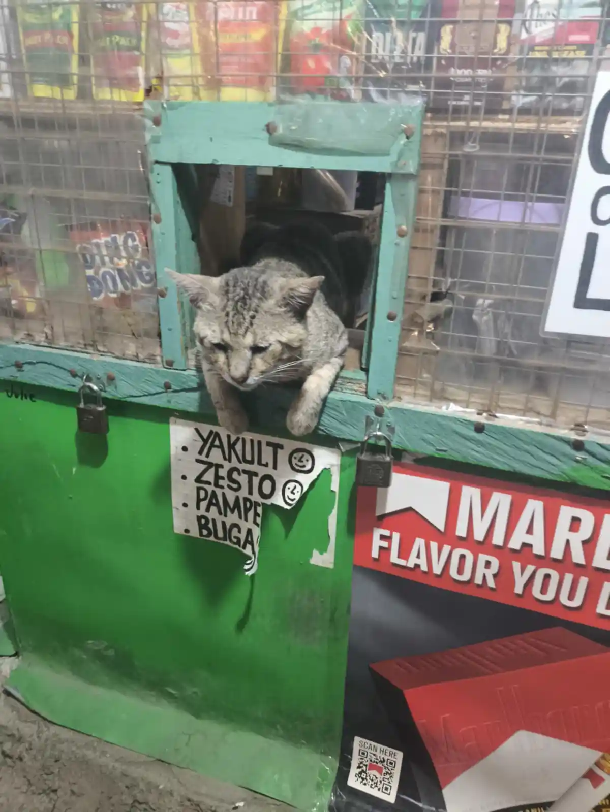 A gray tabby cat is lounging with its front paws over the edge of a green, padlocked metal stall window. Behind the cat, a…
