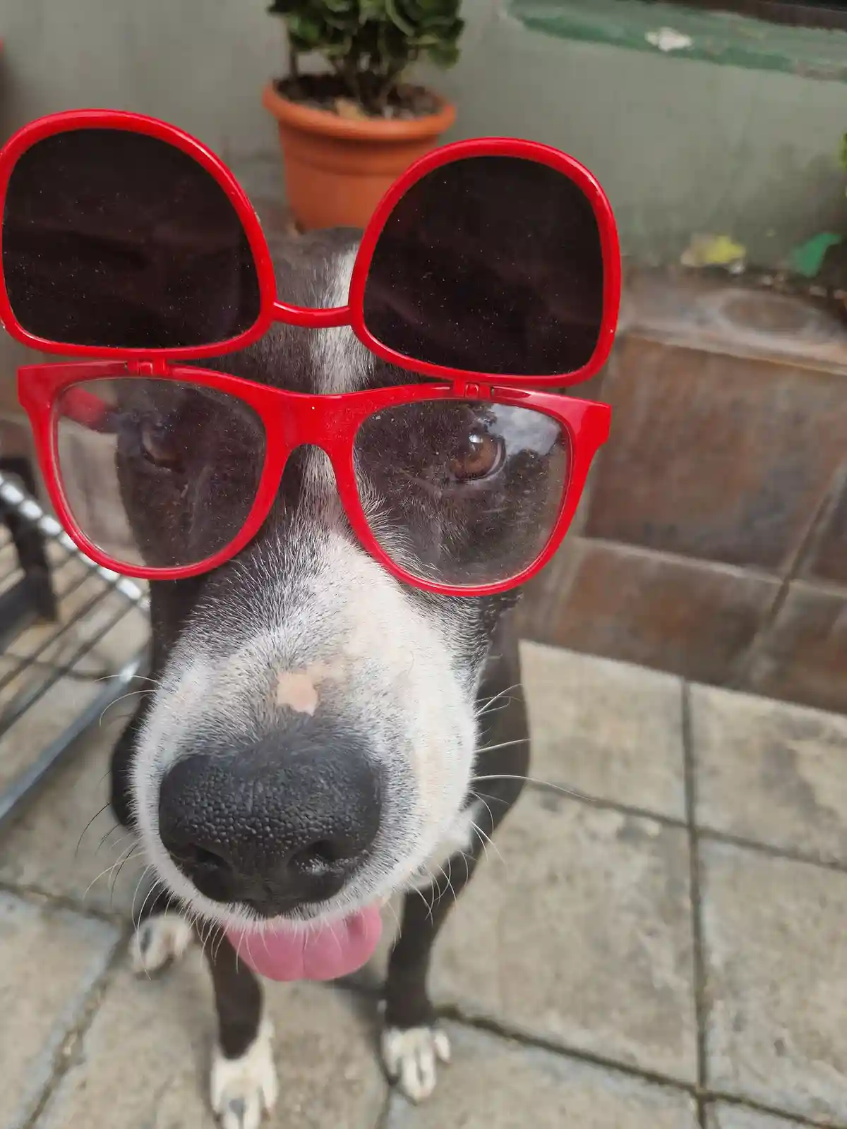 A close-up photo of a black and white dog looking directly at the camera with its tongue out, wearing two pairs of red…
