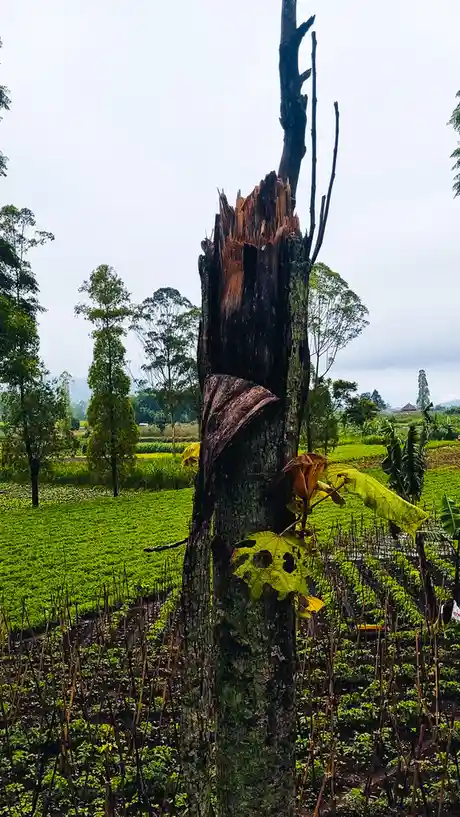A tall, weathered tree trunk with a jagged, torn top stands in a lush green field. The tree has some moss and a few…