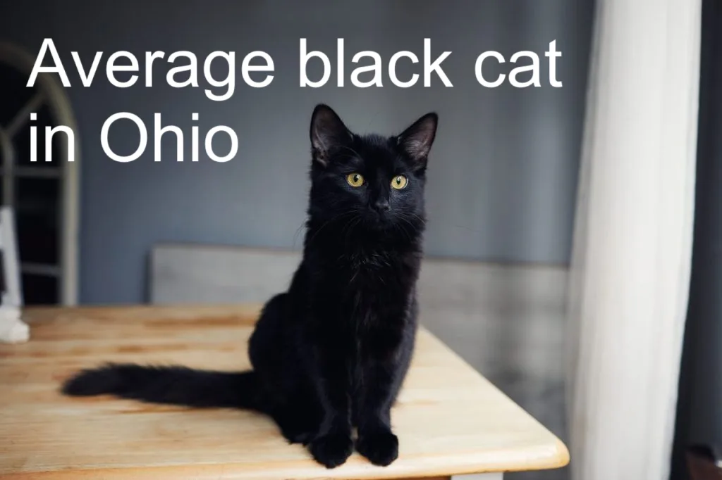 The Ultimate Collection of Ohio Pets for 2024