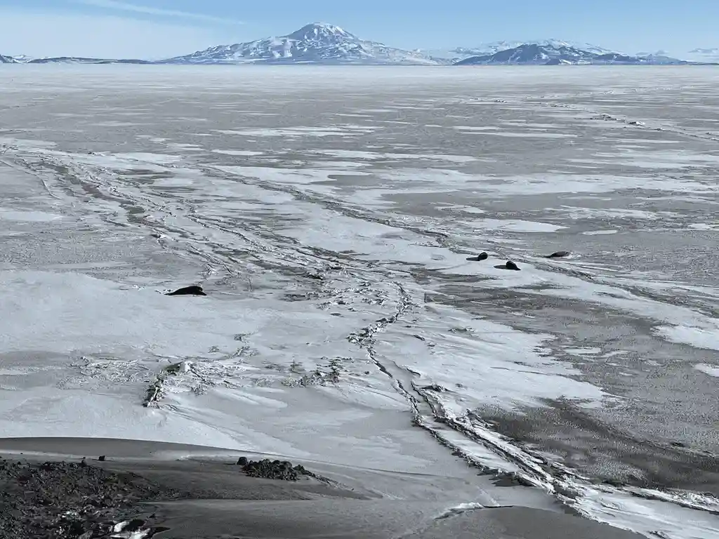 Look at Those Seals! Nature's Adorable Wonders