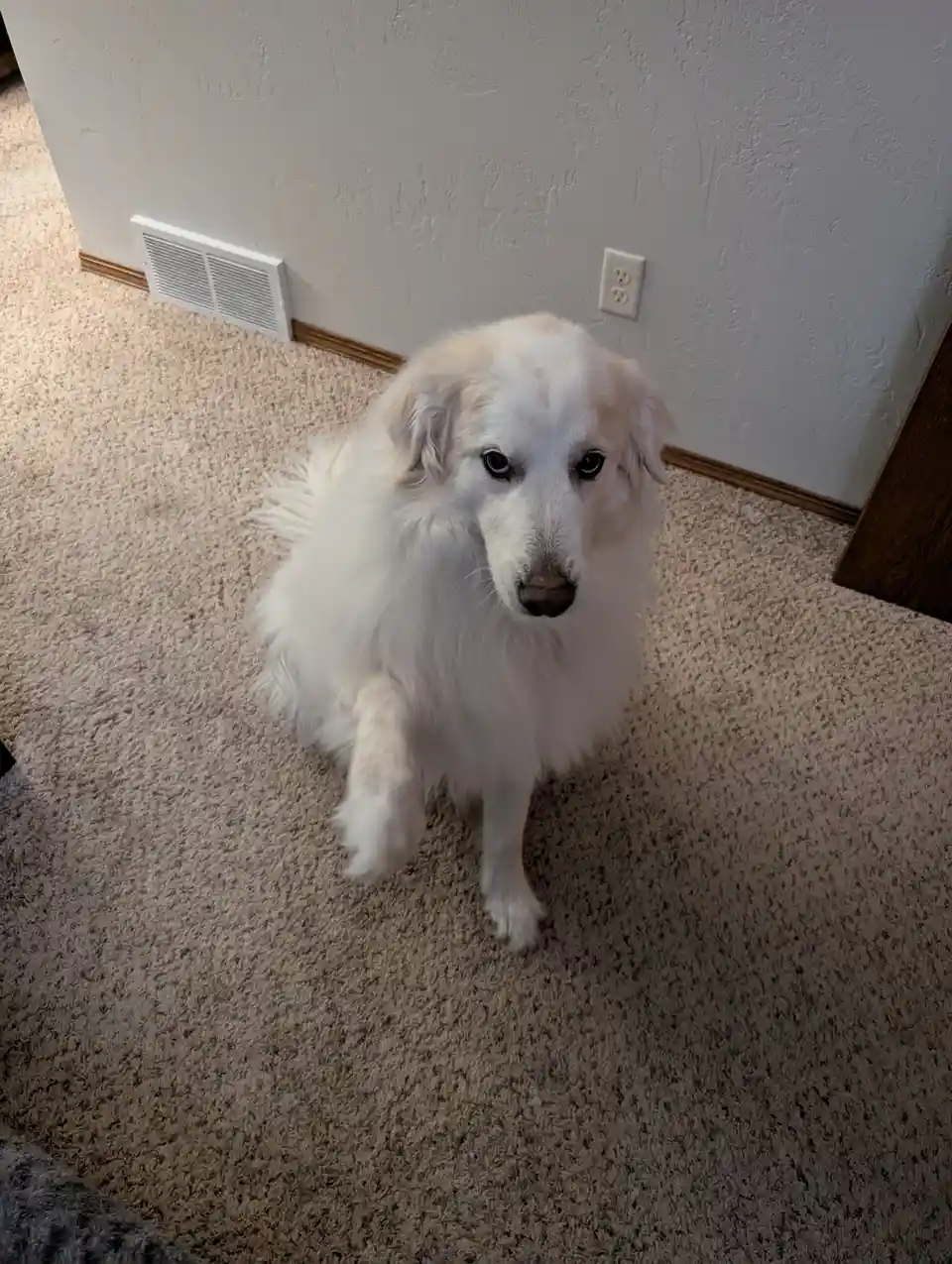 A fluffy white dog sits on a beige carpet, looking up with a pleading expression, one paw slightly raised. The overlaid text…