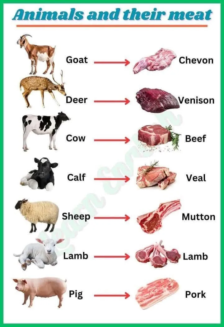 An educational infographic titled 'Animals and their meat' lists seven animals vertically with images: goat, deer, cow…