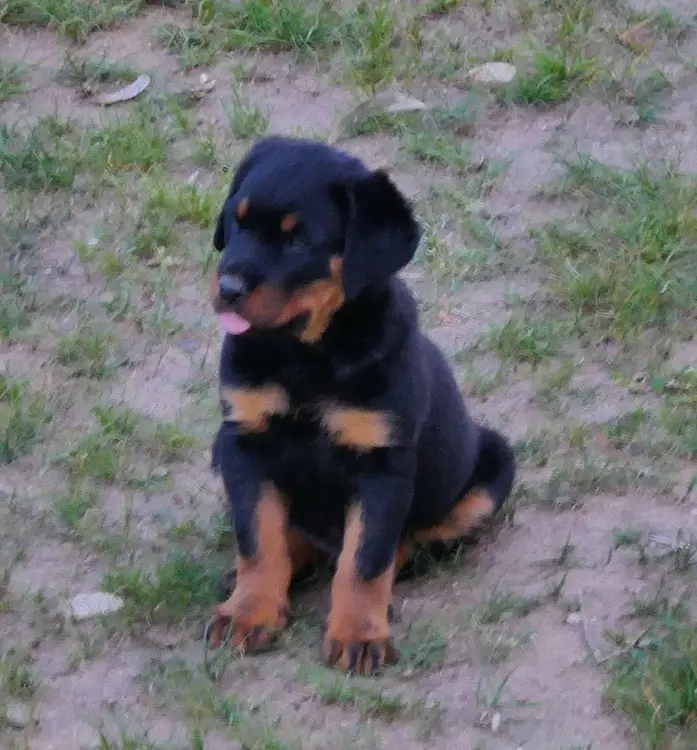 Forget Selfies, Meet Togo Rott!