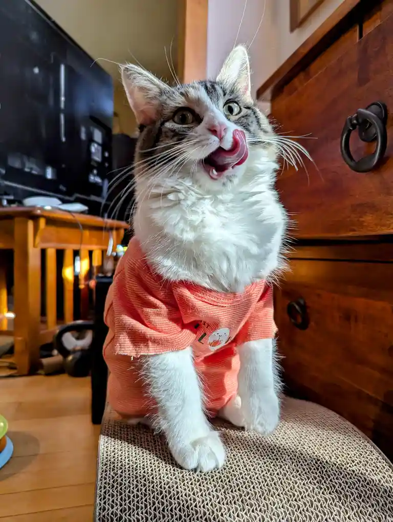 A fluffy tabby and white cat wearing a coral-colored shirt sits on a cardboard scratcher, its tongue sticking out in a…