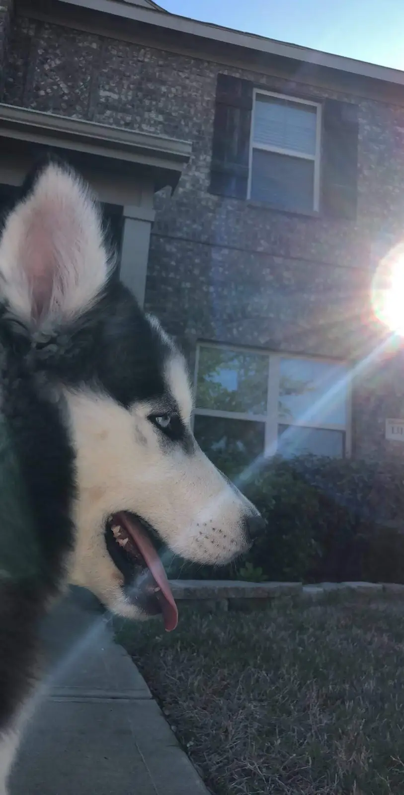 A close-up of a black and white husky dog with its tongue out, standing outside a brick house with sunlight flaring in the…