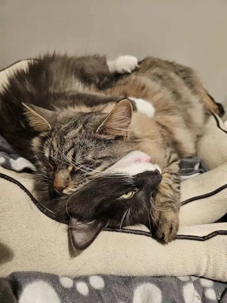 A tabby cat with white paws and a white muzzle is curled up asleep on a beige blanket, its head resting on a black cord. Its…