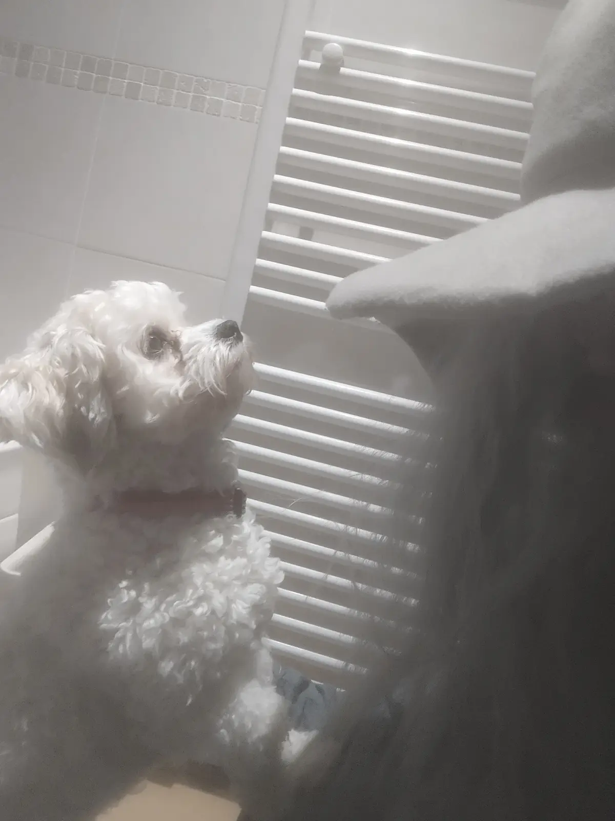 A small white fluffy dog sits in a steamy bathroom, looking up through white horizontal blinds with a hopeful or pleading…