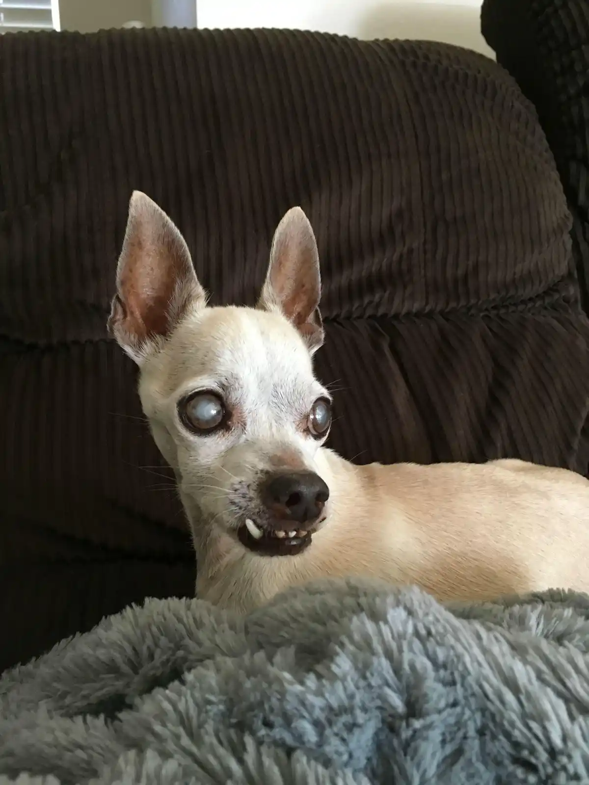 A small, light-colored dog with large, wide eyes and an open mouth showing teeth sits on a dark brown corduroy couch…