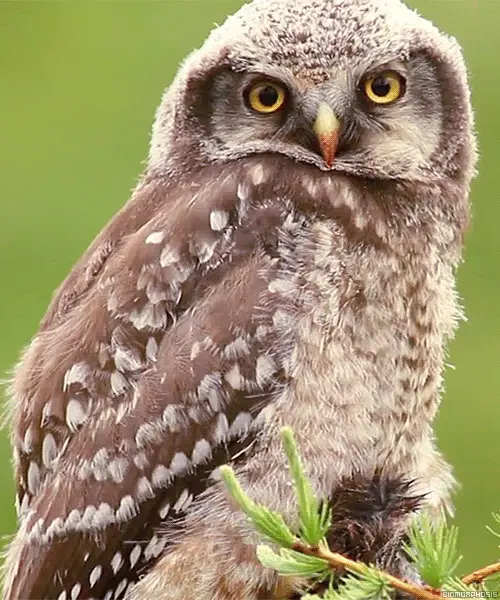 A four-panel image shows a young owl in a green background, with each panel capturing a different expression: wide-eyed…