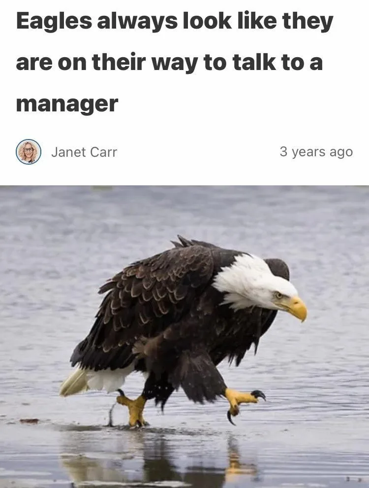 Eagles Reign Supreme: The Ultimate Bird of Prey