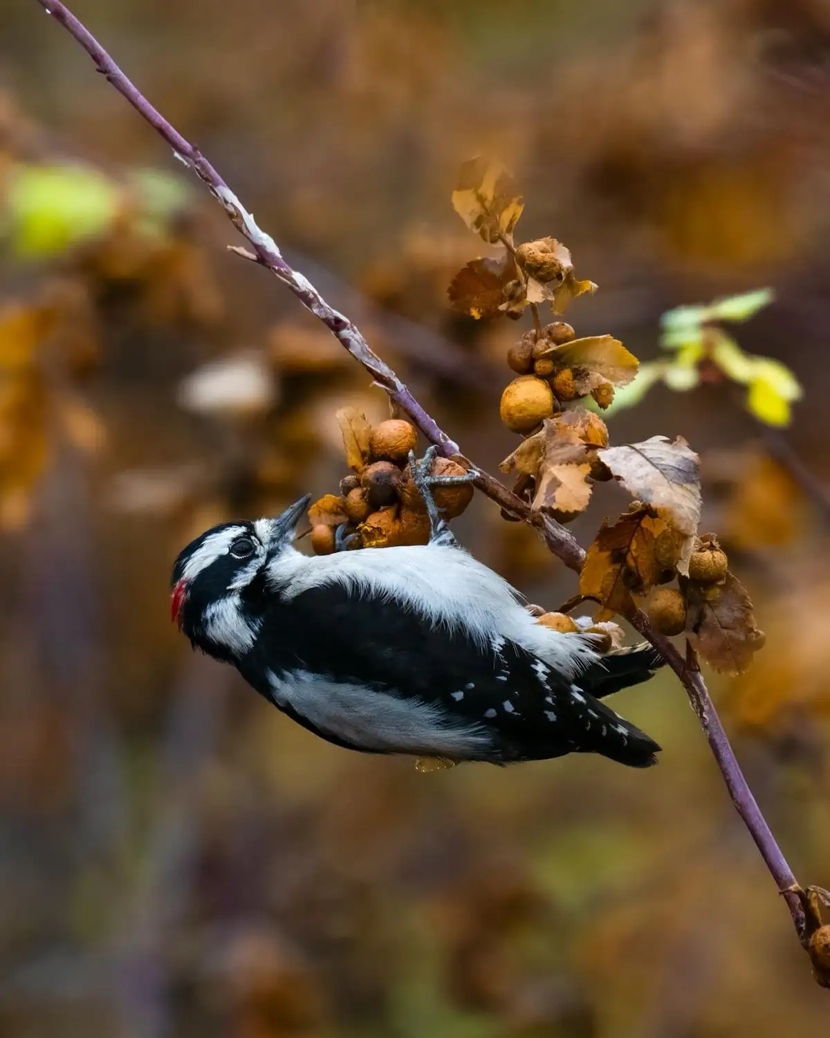 A black-and-white woodpecker with a red patch on its head is perched sideways on a thin branch with dried leaves and small…