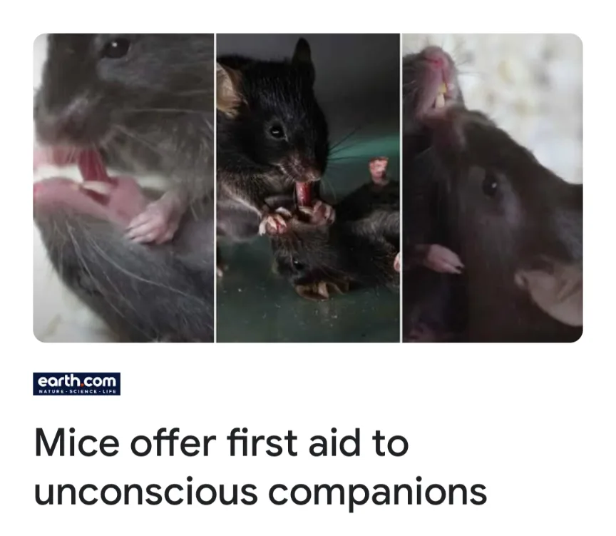 A three-panel image shows mice interacting with each other in close-up shots. The left panel shows a mouse holding a tiny…
