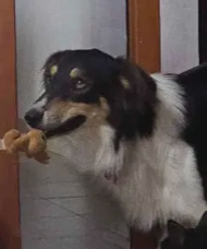 A black and white dog with a fluffy coat is holding a small brown plush toy in its mouth, looking upward with an earnest…