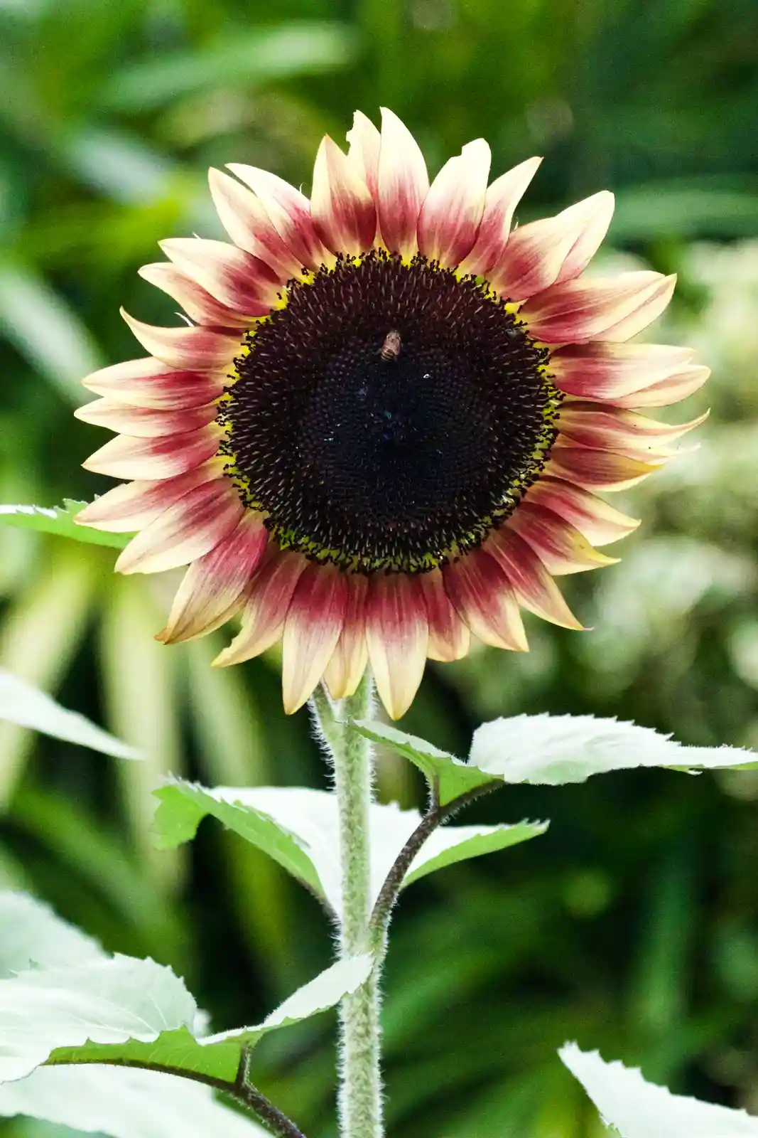 A close-up photograph of a sunflower with petals that transition from yellow at the tips to deep red near the center. A…