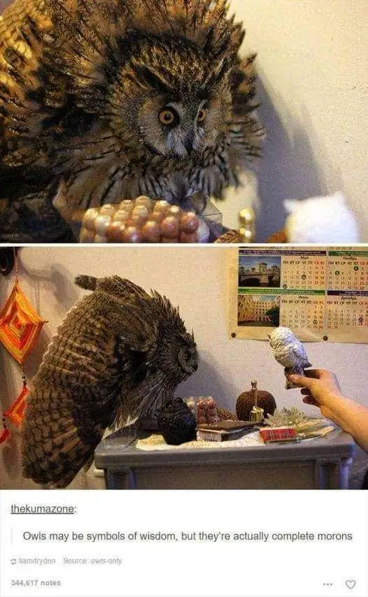 Get ready for some superb owls!