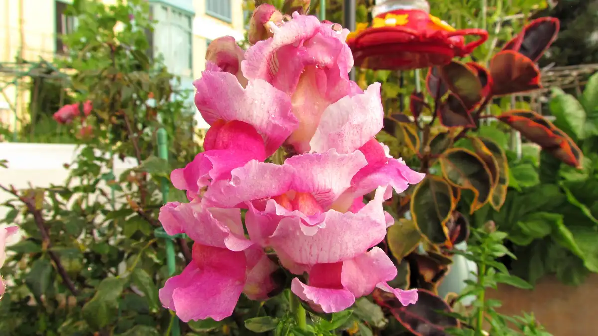 A close-up photo of vibrant pink snapdragon flowers with water droplets on their petals, set in a garden with green foliage…