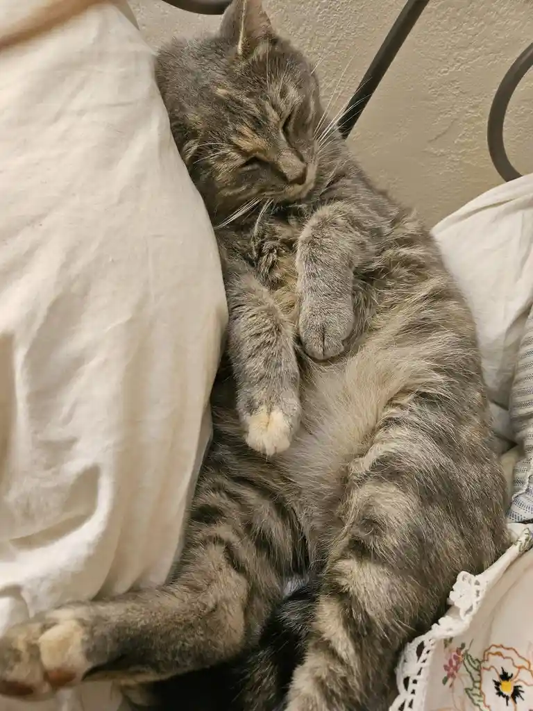 A gray tabby cat is sleeping soundly on its back on a bed, with its paws curled up near its chest and eyes closed. The cat…