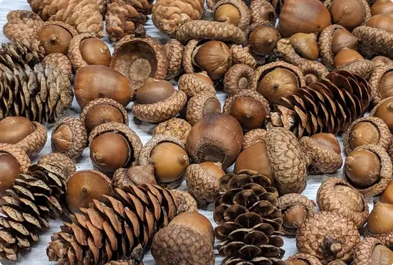 A close-up photo shows a large pile of acorns and pinecones mixed together on a light surface. Overlaid text in a simple…