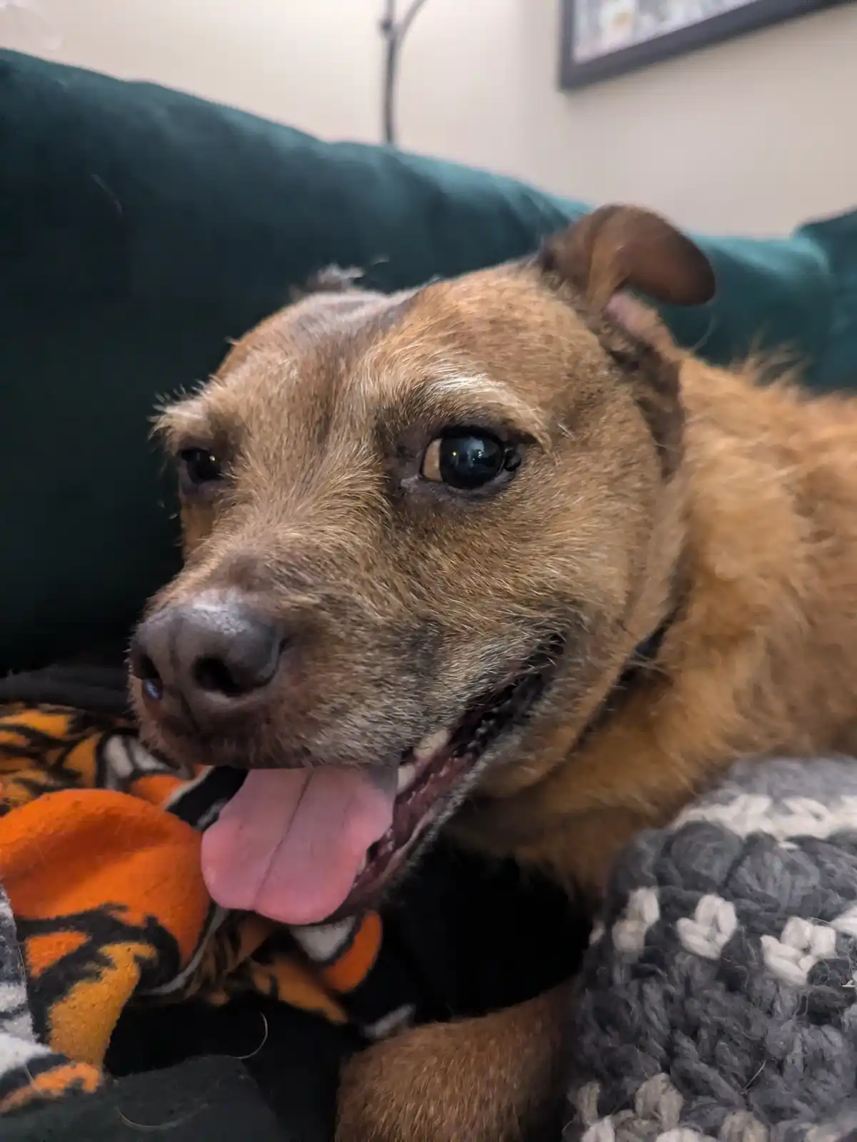 A close-up photo of a brown, scruffy dog lying on a couch surrounded by blankets, with its mouth open and tongue out in a…