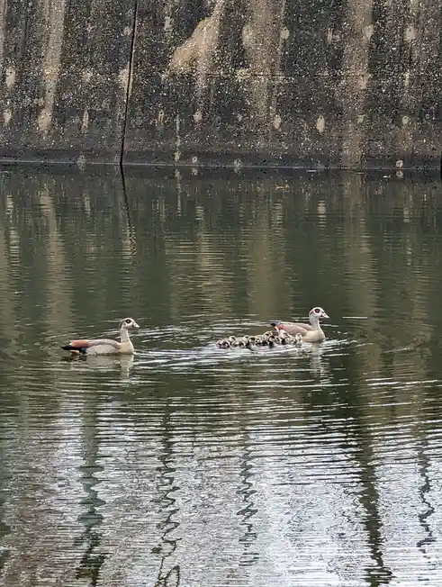 Two adult Egyptian geese swim in a calm body of water, one leading and the other trailing a line of small ducklings. The…