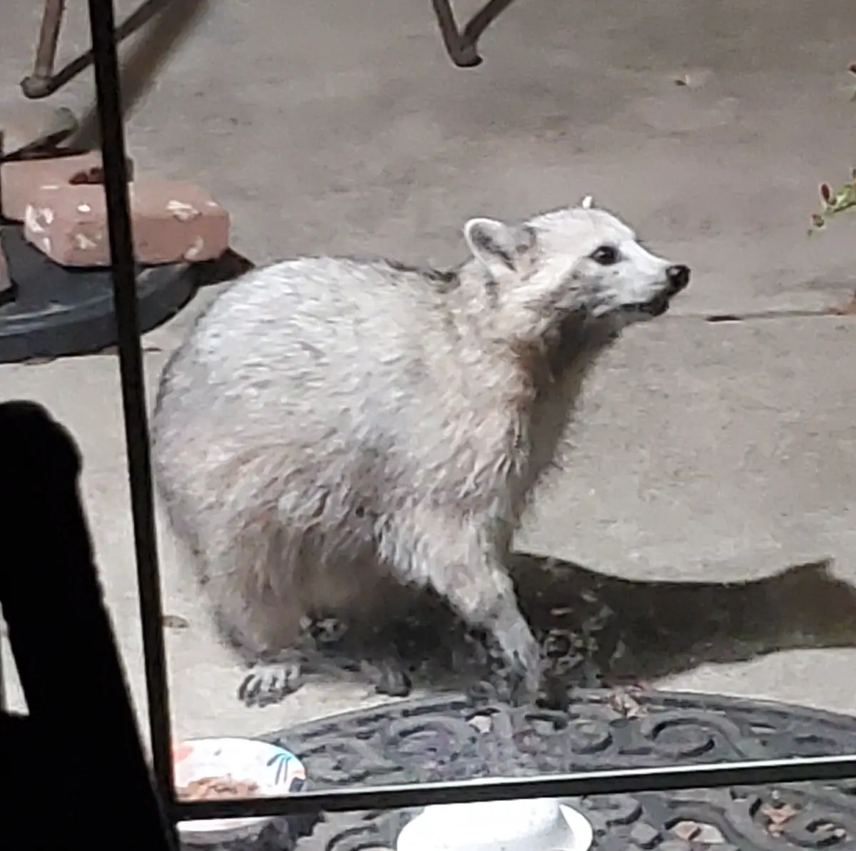 A raccoon with unusually white fur is seen standing on a concrete patio, looking alert. The image is taken from inside a…