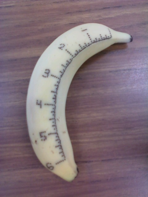 A ripe yellow banana lies on a wooden surface, with a ruler marked in inches drawn on its peel from tip to tip, showing…