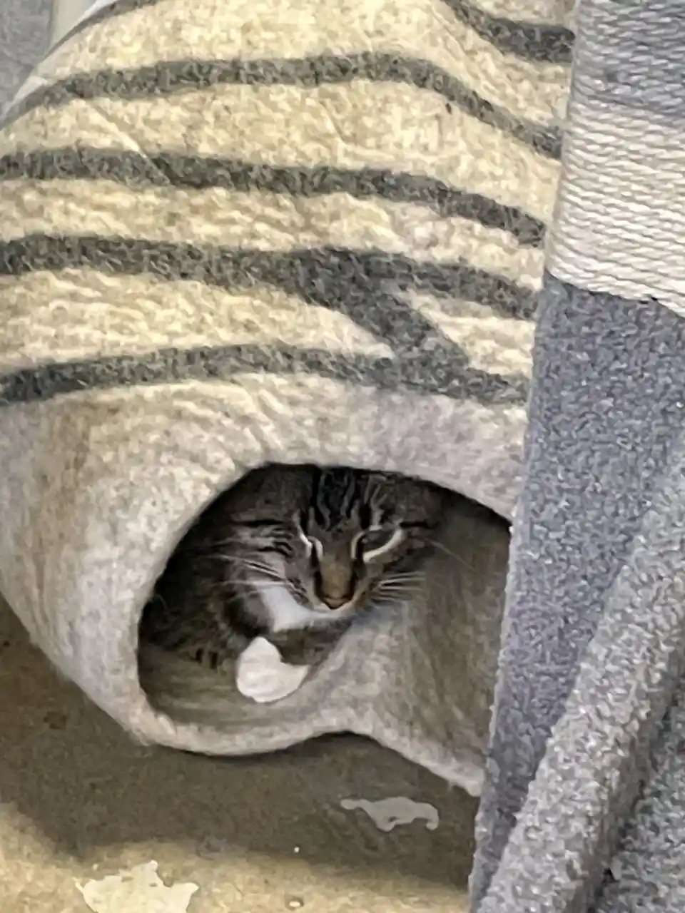 A tabby cat with a white chest and paws is curled up and sleeping inside a cozy, beige-and-gray striped cat tunnel. The…