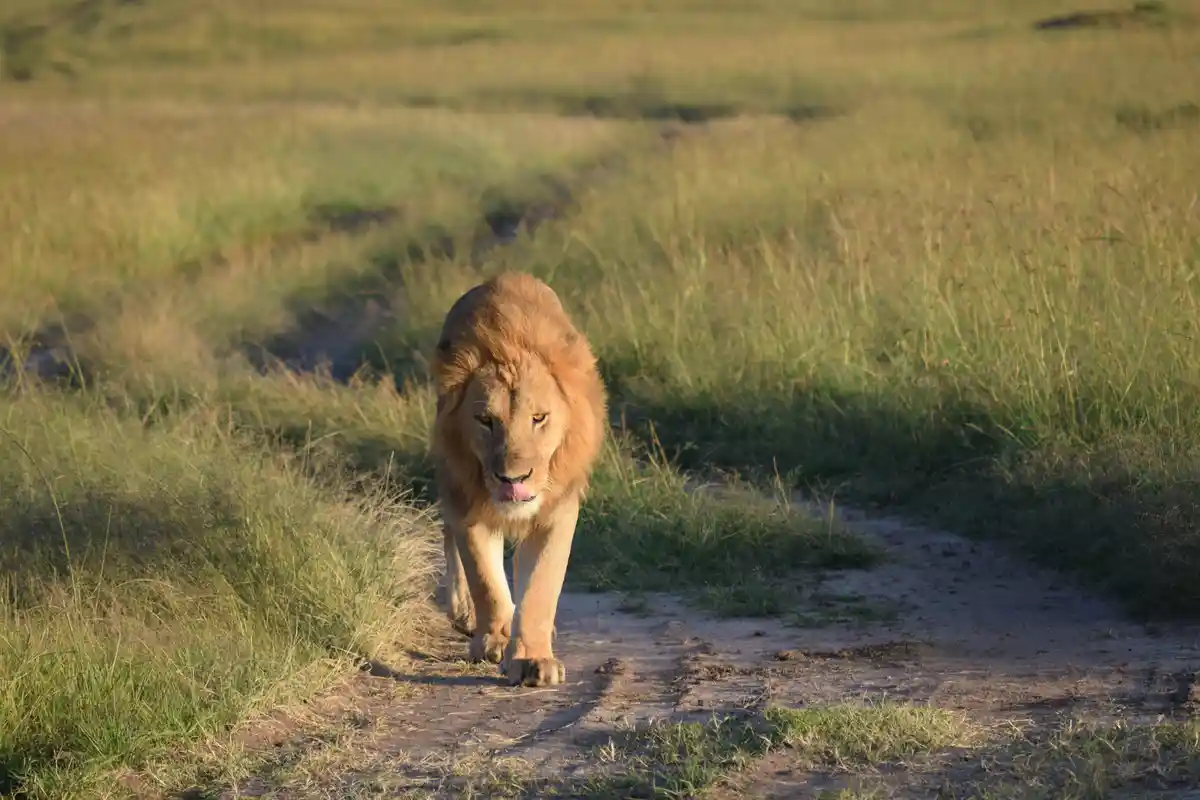 The lion's got his eye on something tasty!