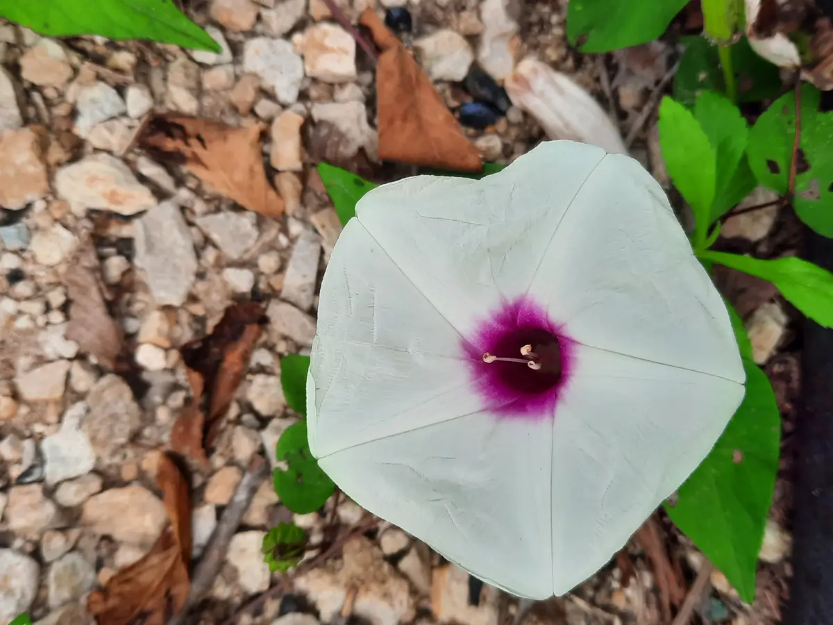 A top-down photo of a light greenish-white morning glory flower with a deep purple center, growing among green leaves and…