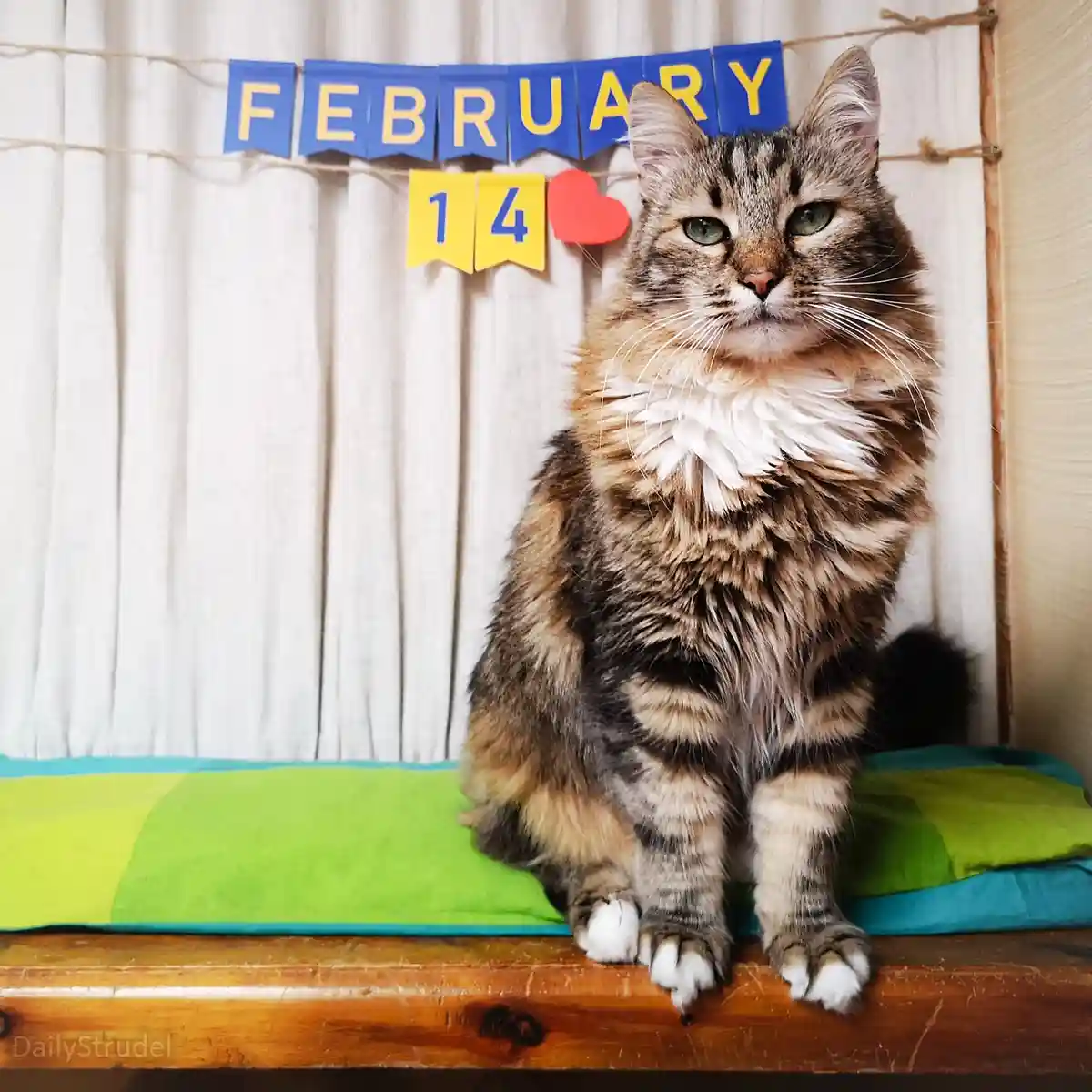 A fluffy tabby cat with green eyes sits regally on a green and blue cushion atop a wooden surface, looking unimpressed…