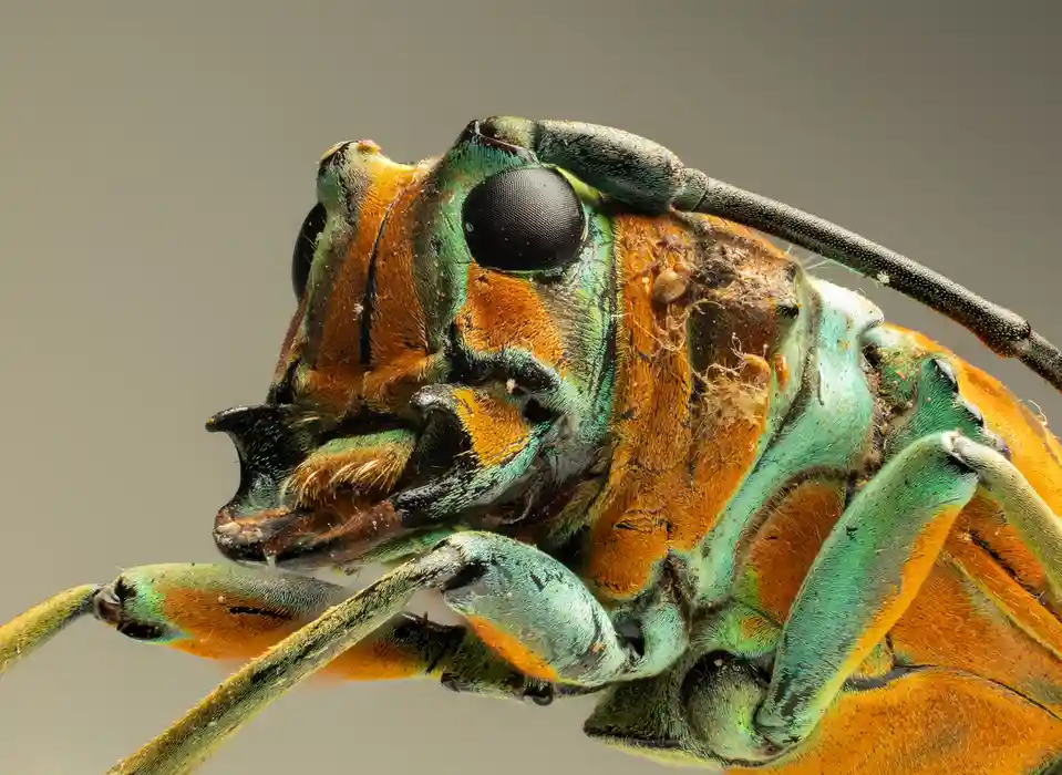 A macro photograph shows the detailed, colorful head and thorax of a beetle with iridescent green and orange patterns, large…
