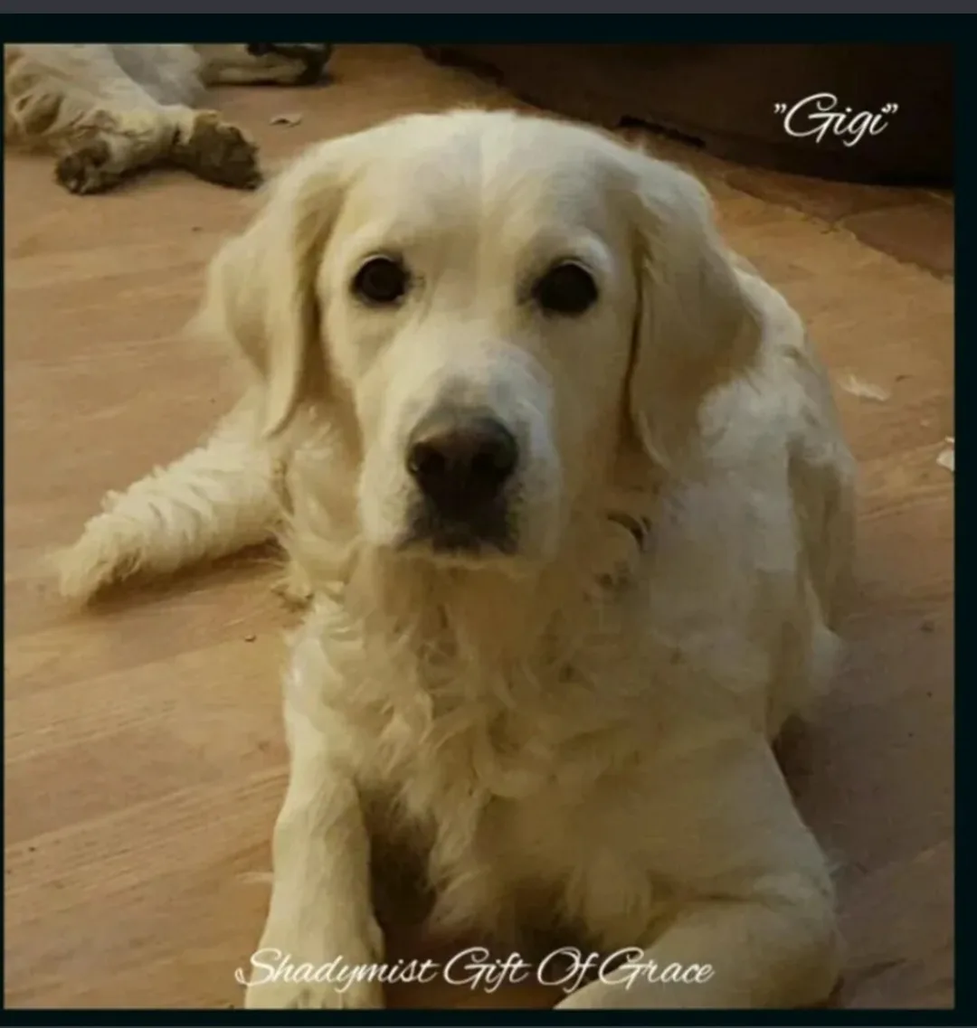 A light-colored golden retriever named Gigi sits on a wooden floor, looking directly at the camera with a calm, slightly…