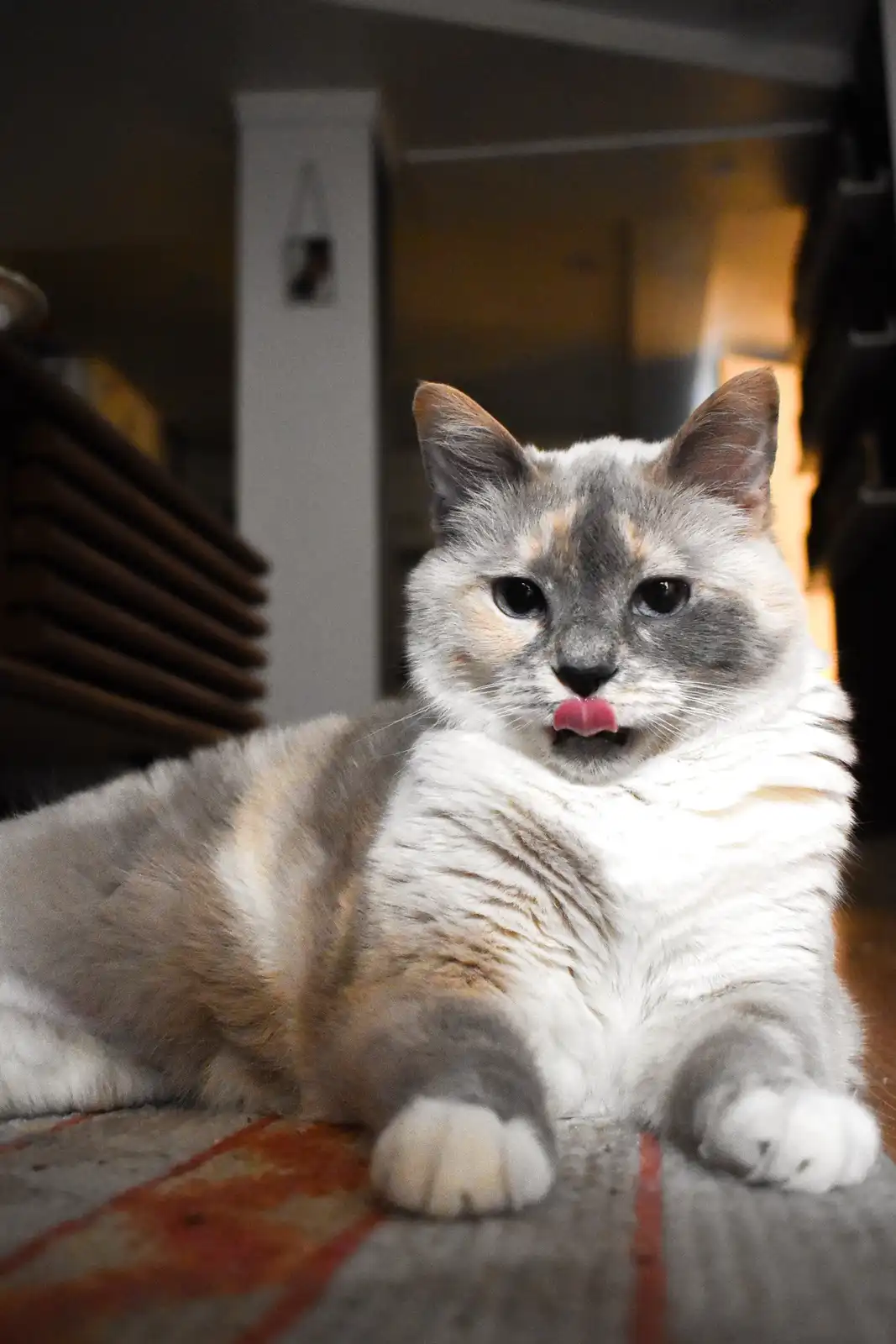 A calico cat with gray, white, and orange fur is lying on a patterned rug indoors, looking directly at the camera with its…