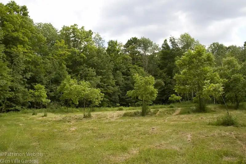 A grassy field with scattered young trees and a dense forest in the background under an overcast sky. The image has text…