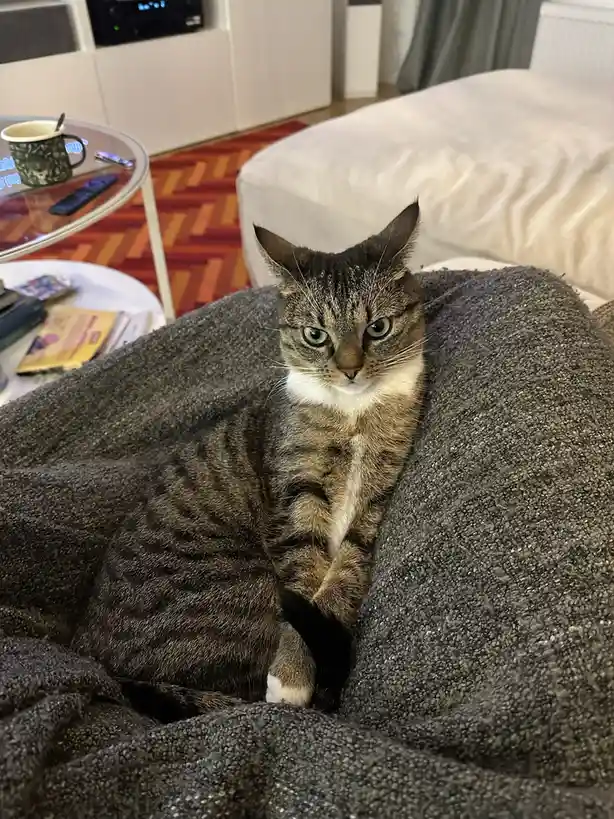 A tabby cat with green eyes and a white chest is nestled inside a dark gray, textured blanket on a couch, looking directly…