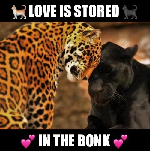 A spotted leopard nuzzles affectionately against a black panther. White bold text at the top reads 'LOVE IS STORED' flanked…