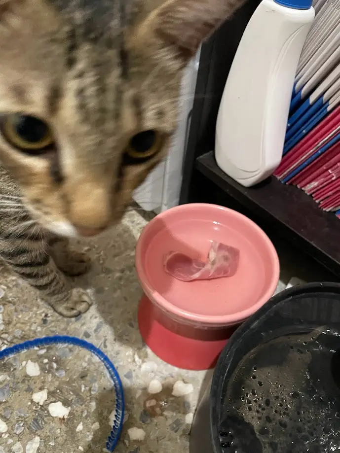 A Cat Relishing Its Food