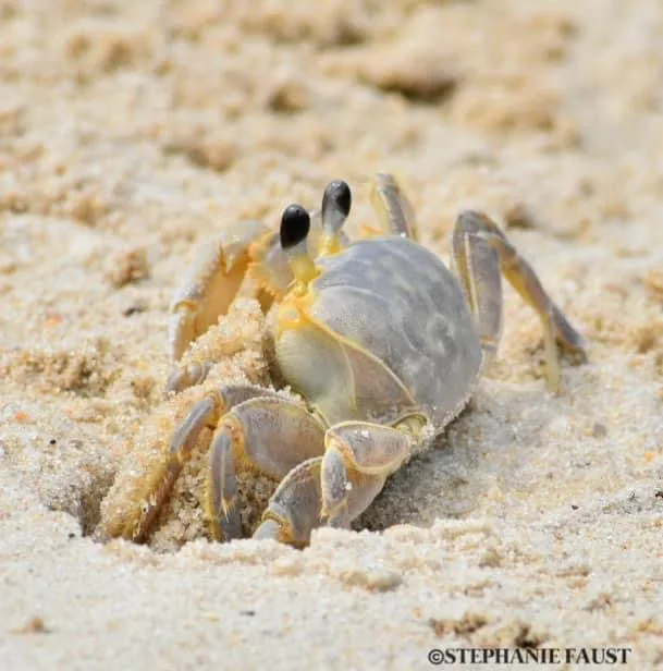 A close-up photo of a small crab partially buried in light-colored sand, with its eyes and upper body visible as it appears…