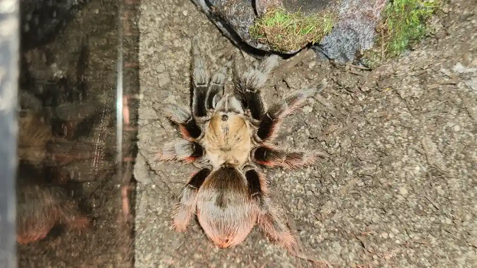 A large, hairy tarantula with orange and gray legs is seen from above on a gravelly surface next to a glass enclosure, with…